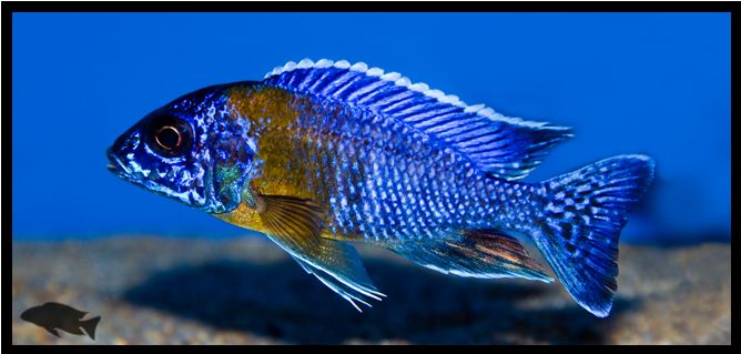Aulonocara stuartgranti hai reef (blue neon)
